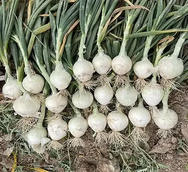 Cebolla Blanca Montejo Rocio 2023 2.jpg