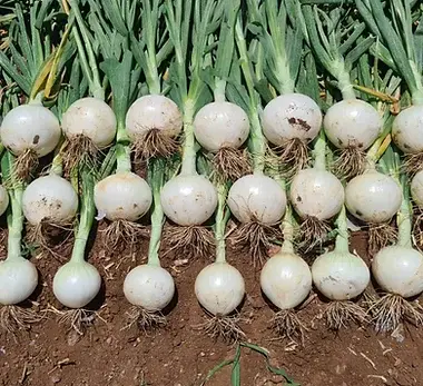 Cebolla Carta Blanca Edited.png