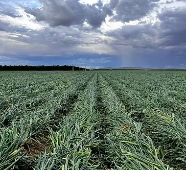Edited Cebolla Cimmaron en Campo.jpg