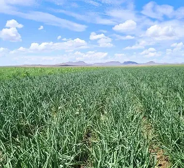 Edited Cebolla Sierra Blanca on Field FSB.jpg